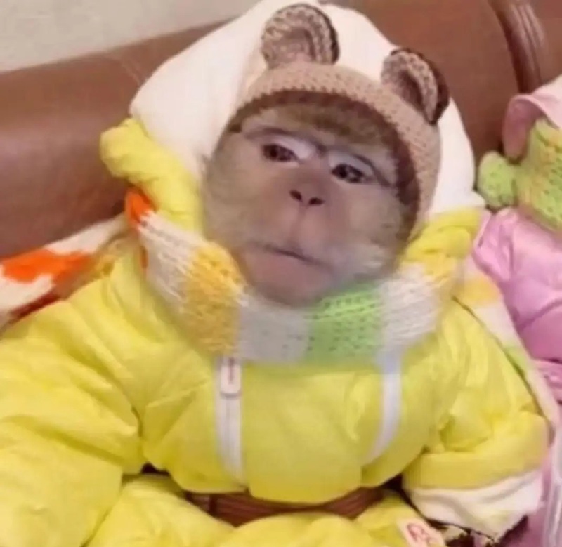 meme con khỉ 21