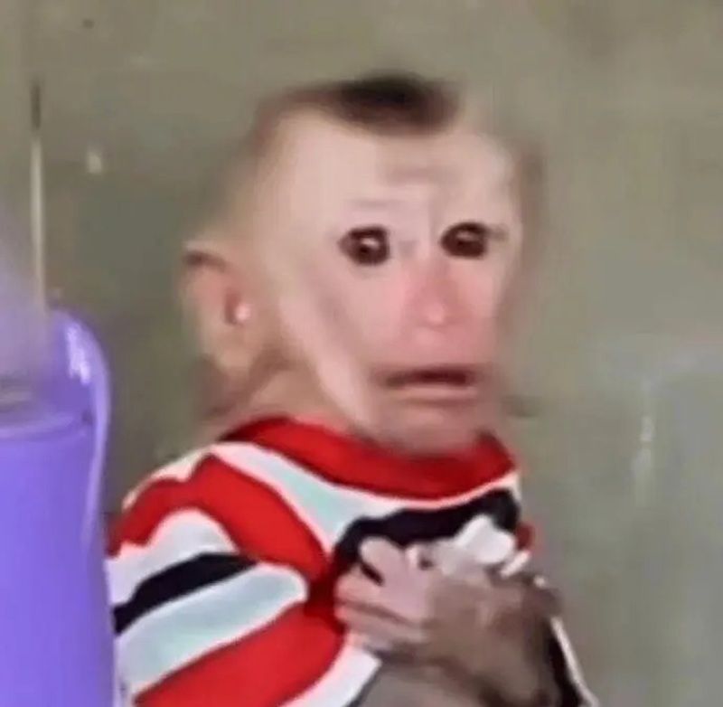 meme con khỉ 22