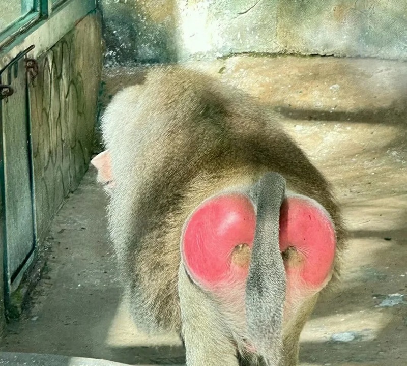 meme con khỉ 3