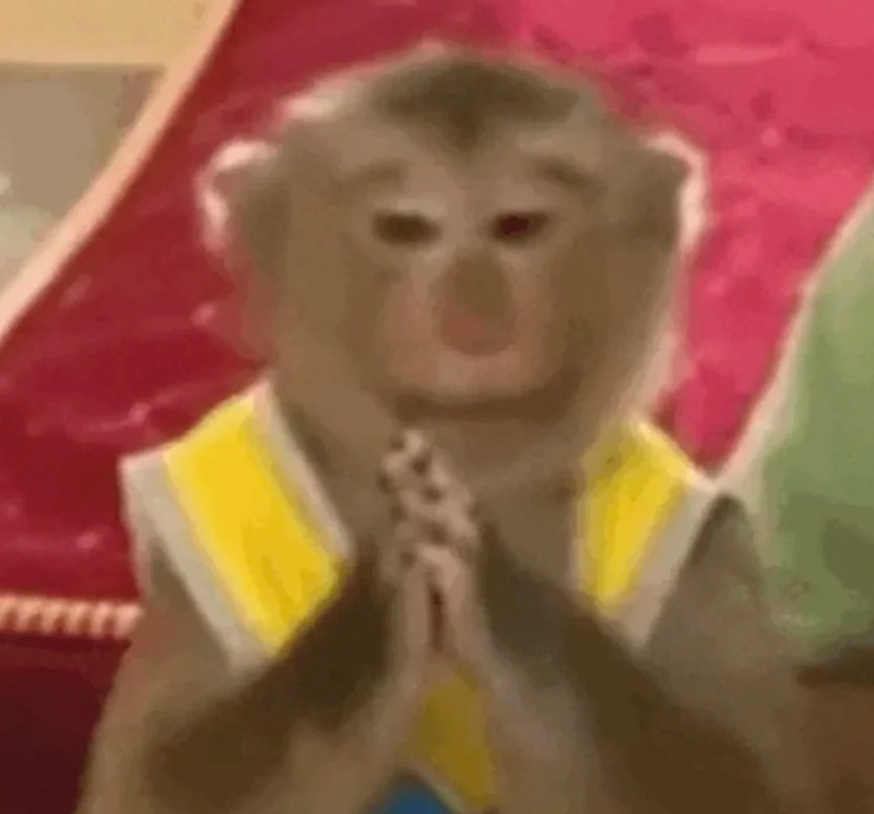 meme con khỉ 31