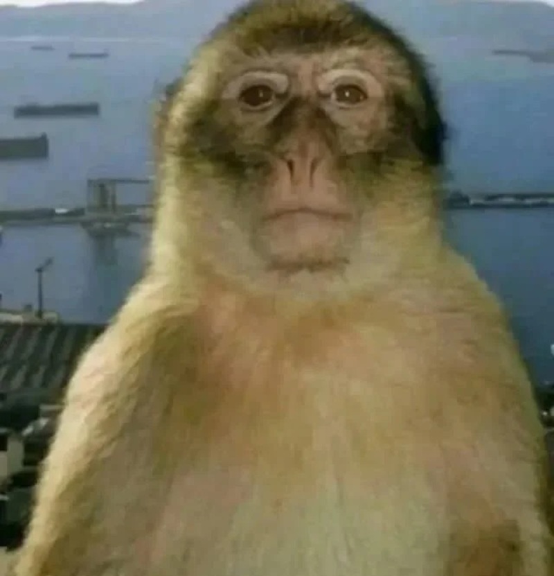 meme con khỉ 6