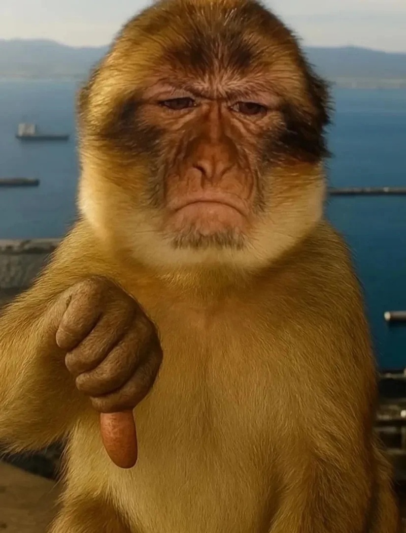 meme con khỉ 9
