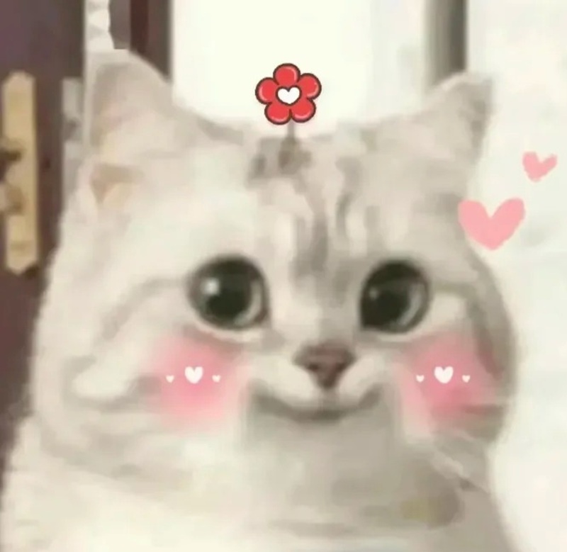 meme cười 12