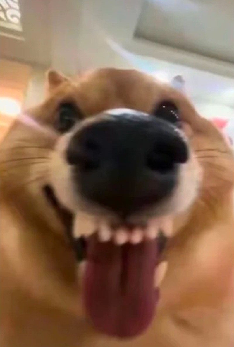 meme cười đểu 28