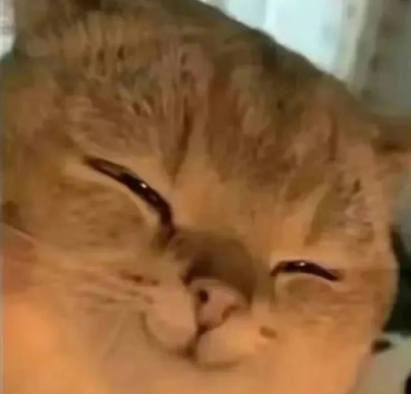 meme cười đểu 33
