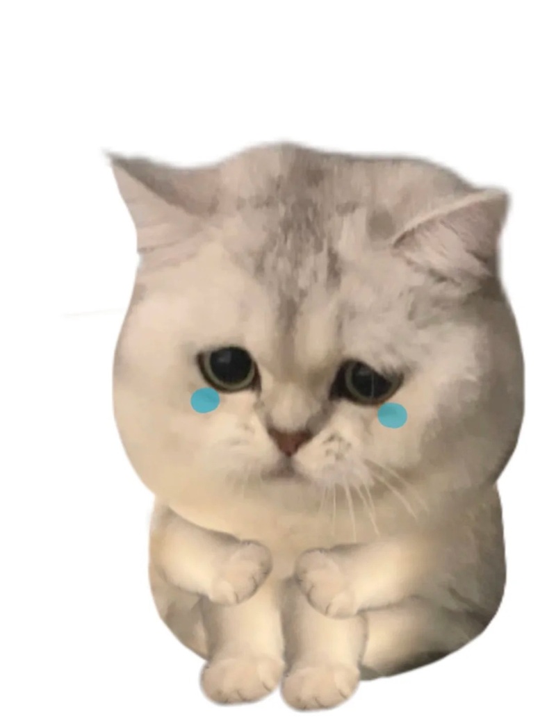 meme cute 37