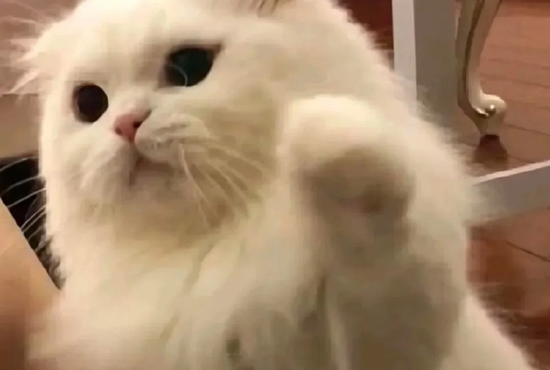 meme đấm 26