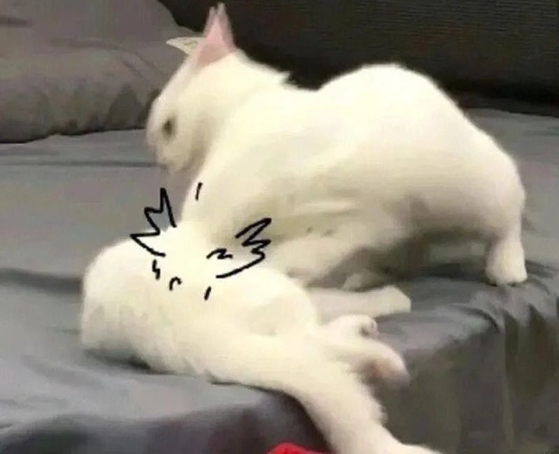meme đấm 33