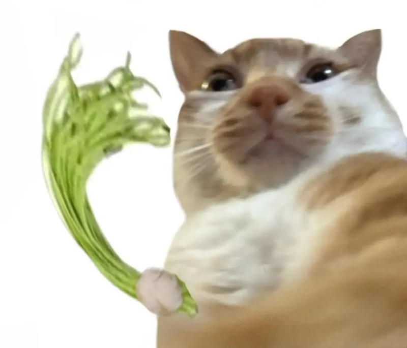 meme đánh 16