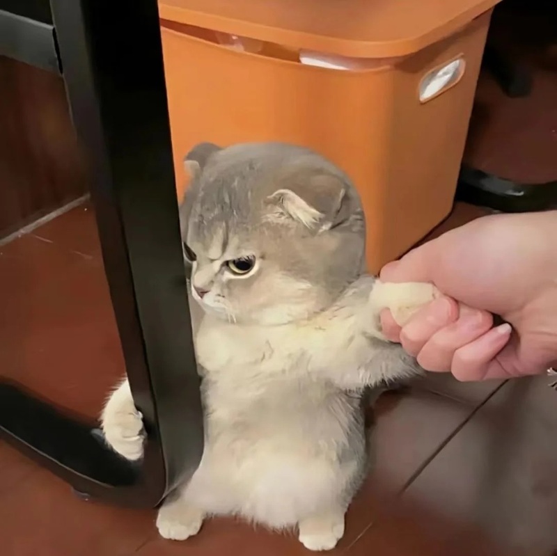 meme dỗi 8