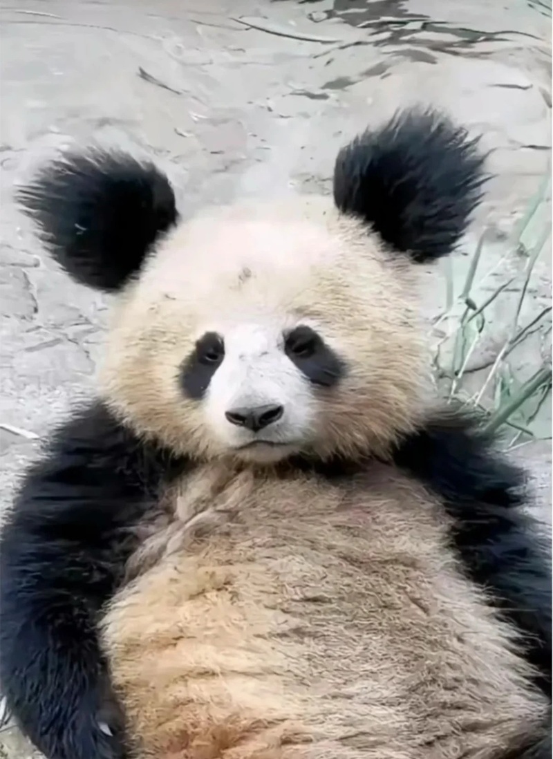 meme gấu trúc 13