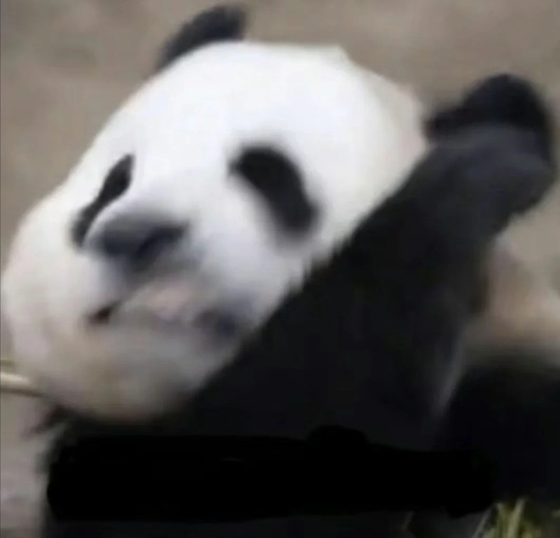 meme gấu trúc 23