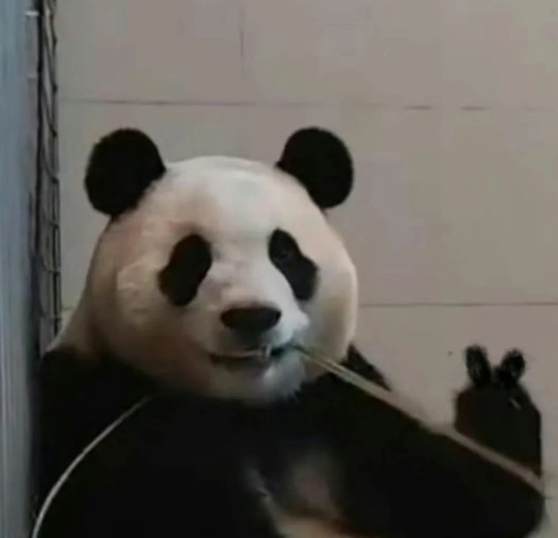 meme gấu trúc 25