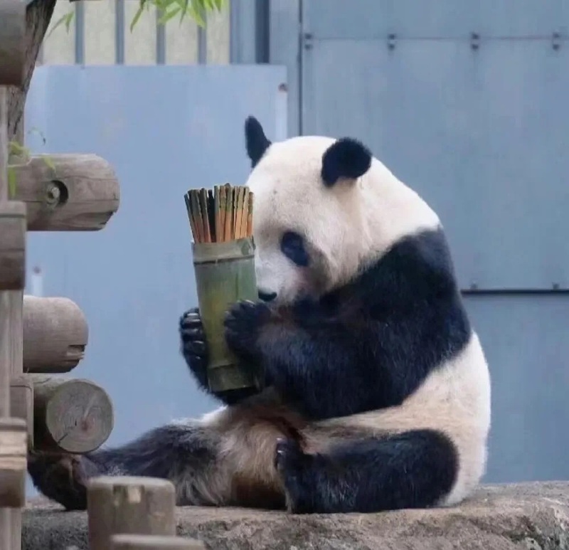 meme gấu trúc 35