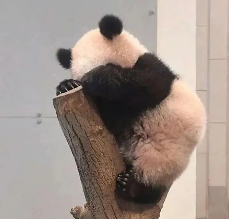 meme gấu trúc 37
