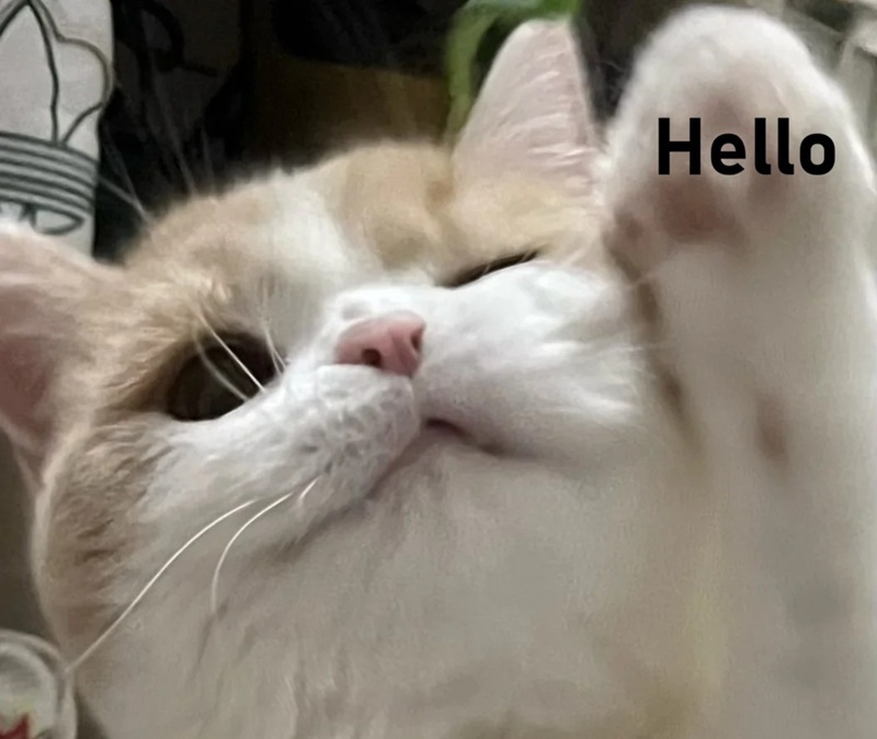 meme hello 34