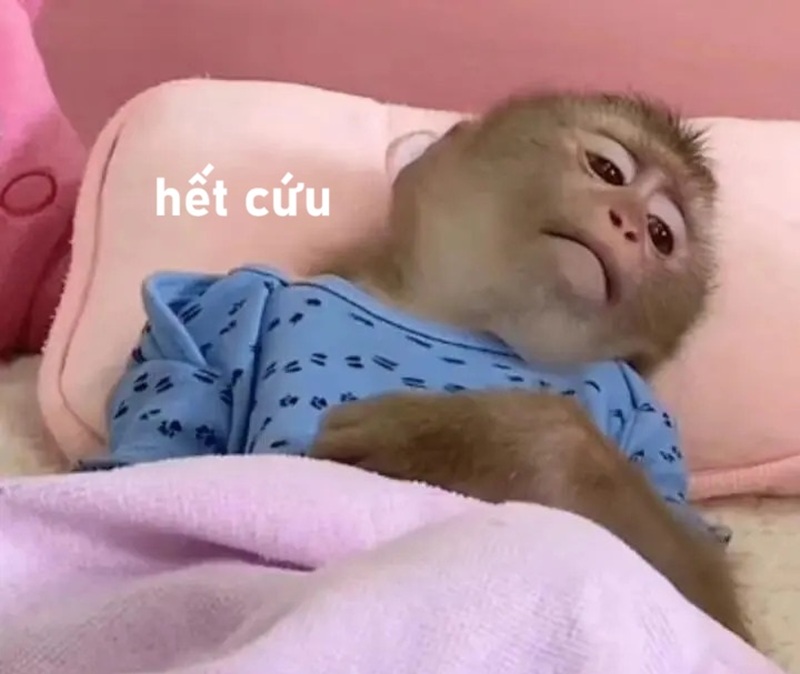 meme hết cứu 19