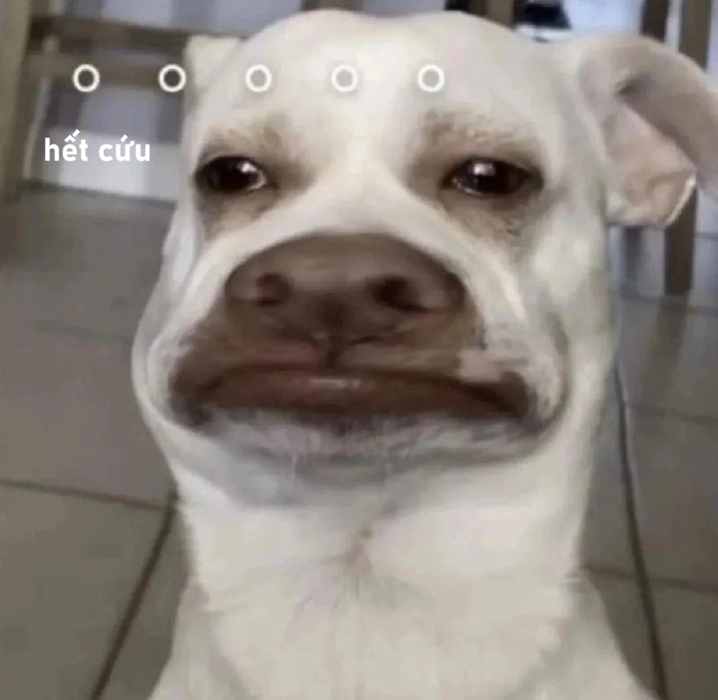 meme hết cứu 21