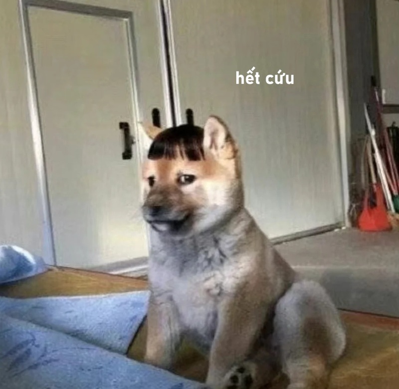 meme hết cứu 22