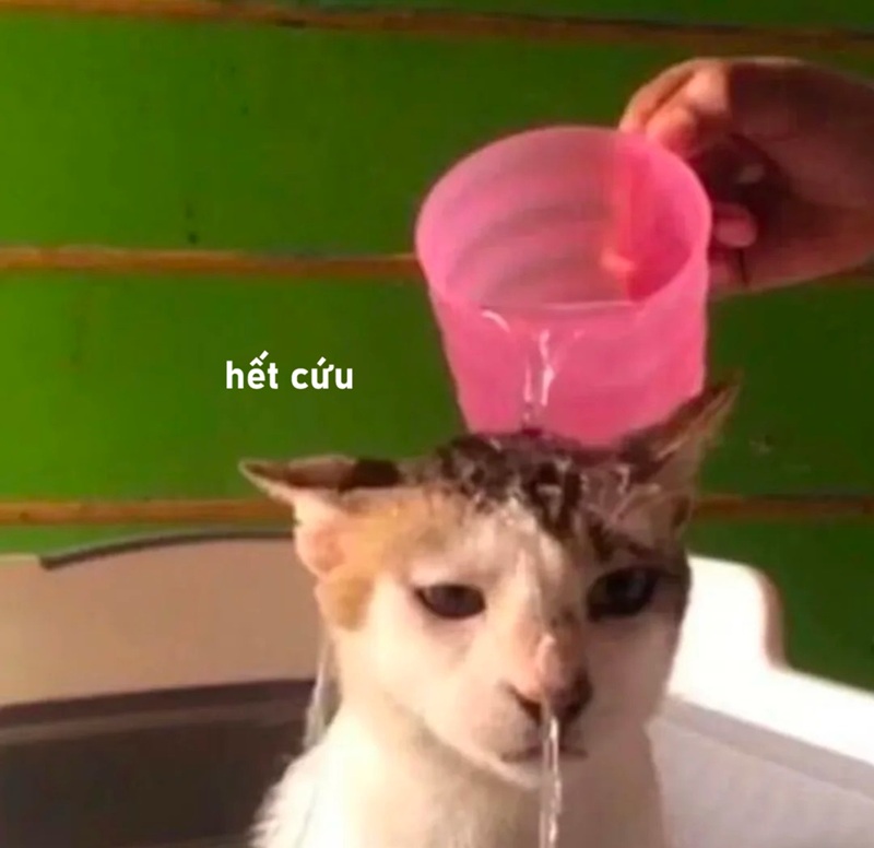 meme hết cứu 28