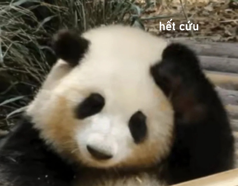 meme hết cứu 31