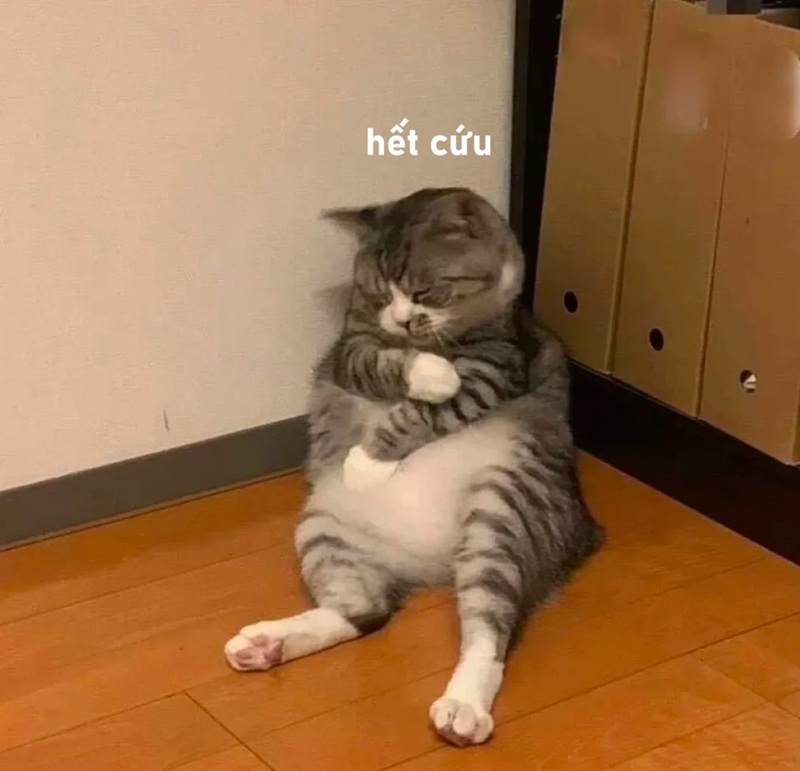meme hết cứu 37