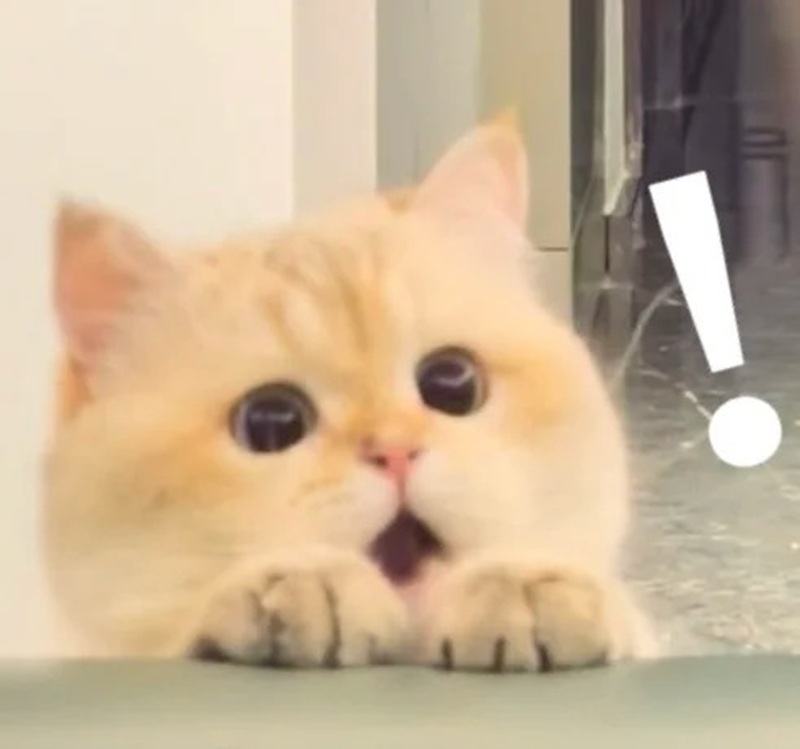 meme hoảng hốt 19