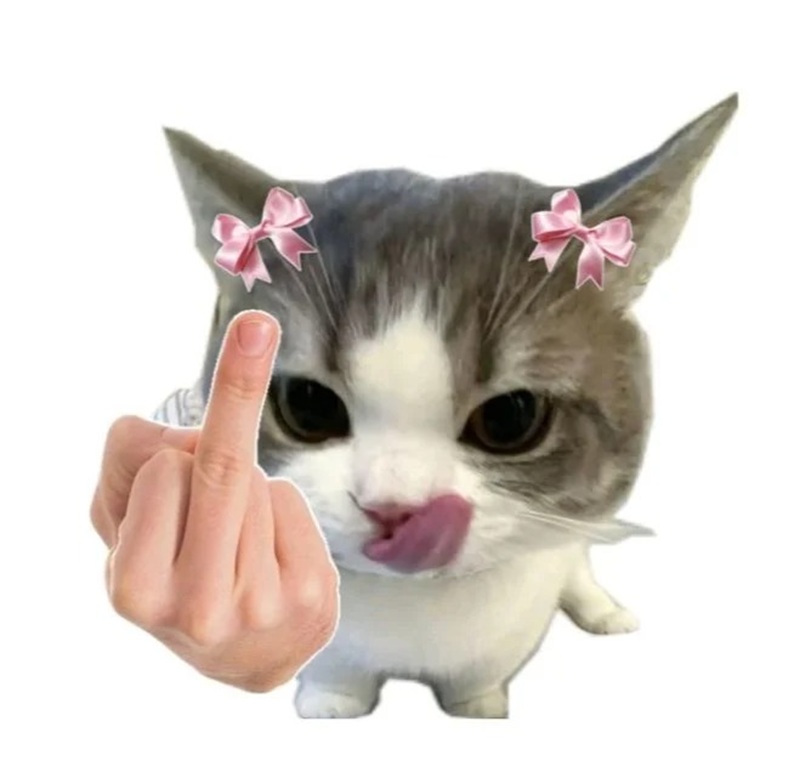 meme khinh bỉ 37