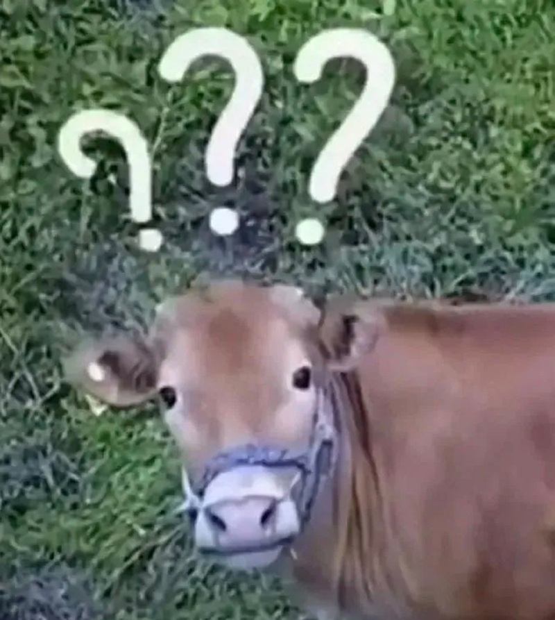 meme khó hiểu 31