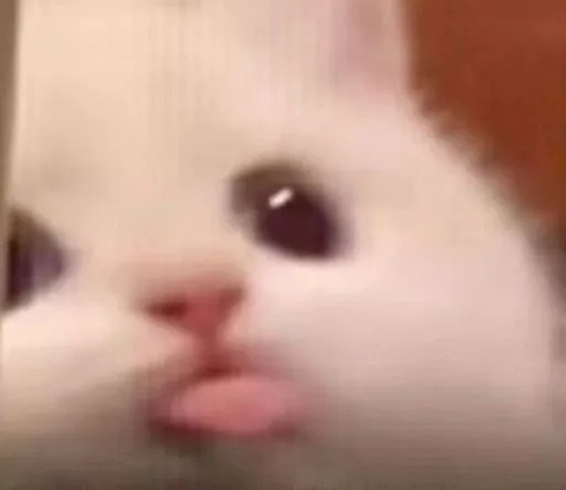meme lè lưỡi 13