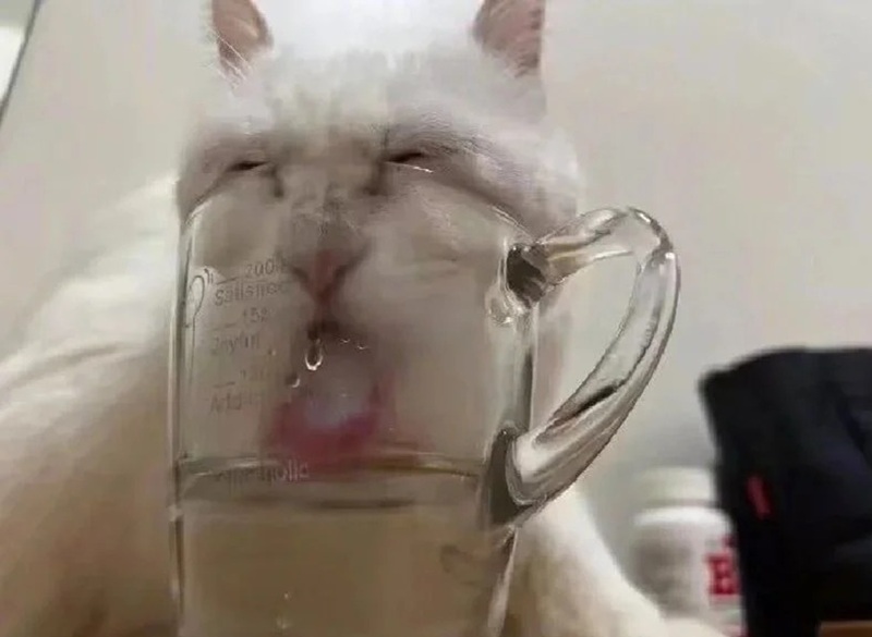 meme lè lưỡi 26