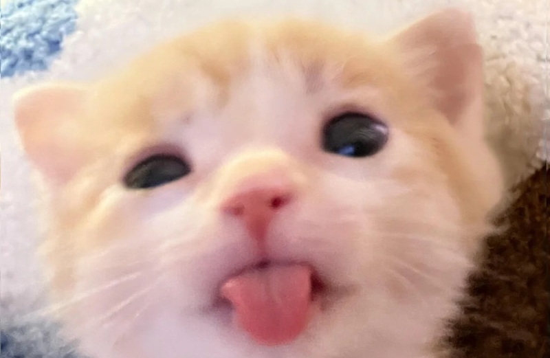 meme lè lưỡi 8