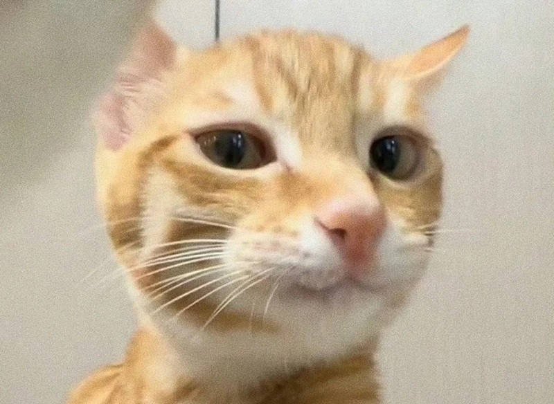 meme liếc 18