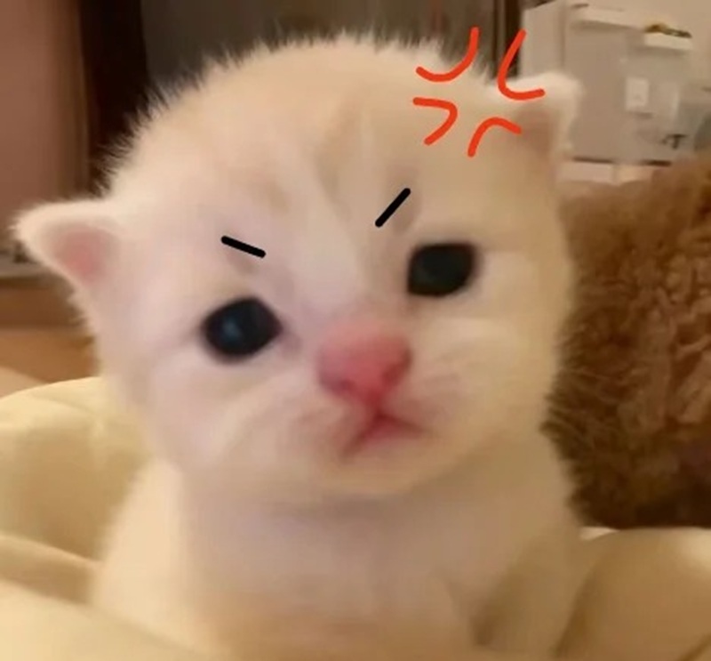 meme lườm 12