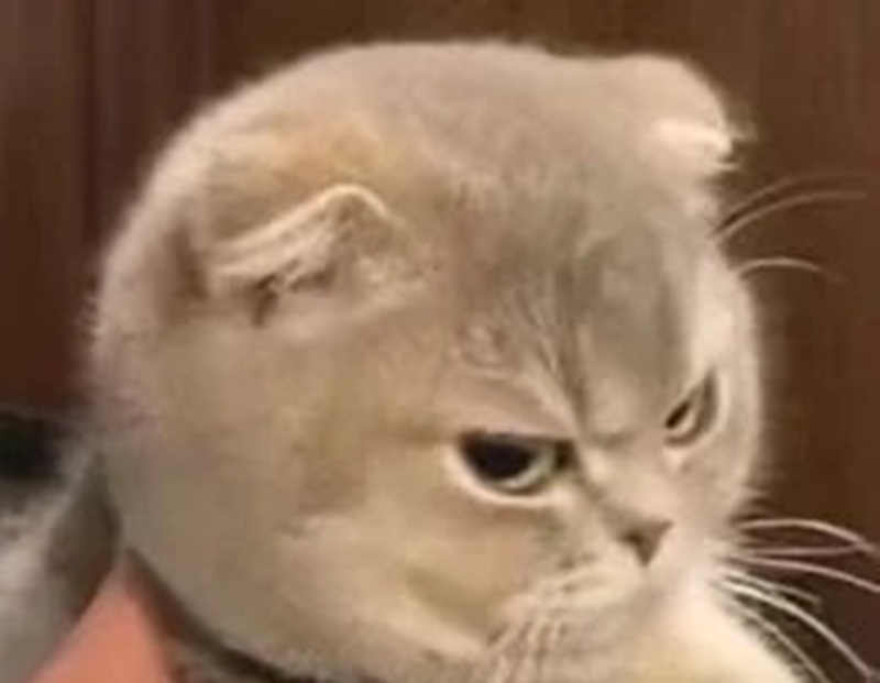 meme lườm 22