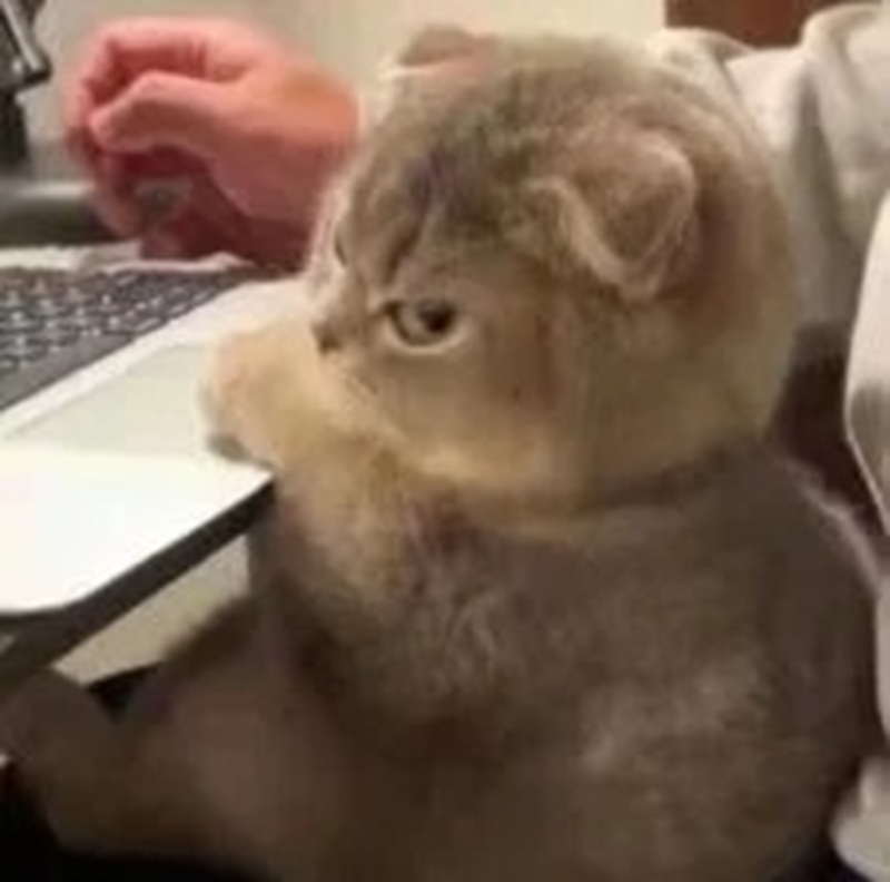 meme lườm 23