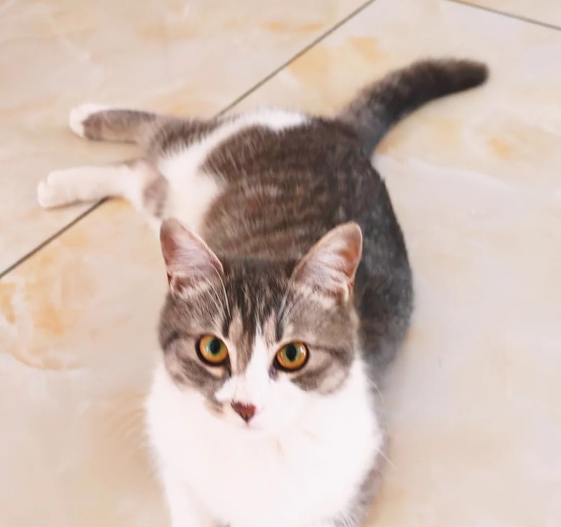 meme lườm 4