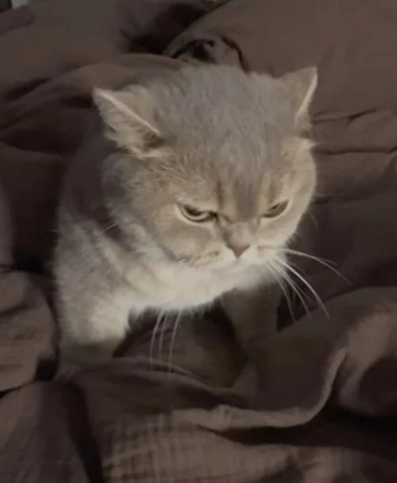 meme lườm 8