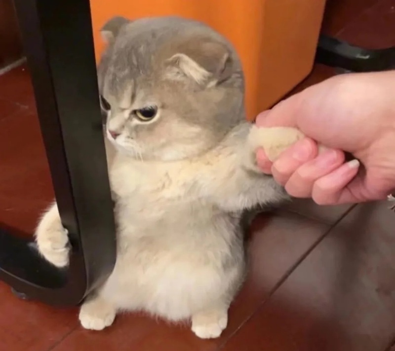 meme lườm 9