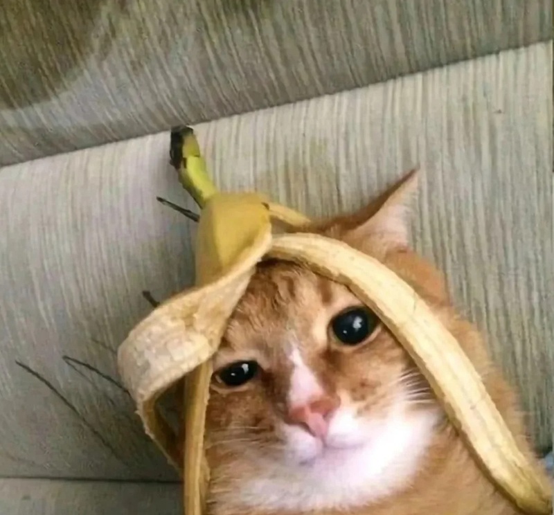 meme mèo bựa 24