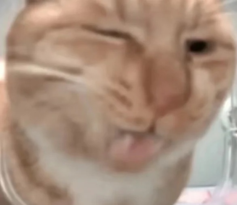 meme mèo bựa 26