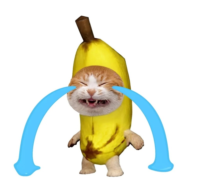 meme mèo bựa 37