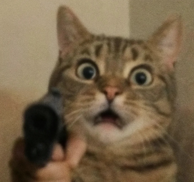 meme mèo cầm súng 28