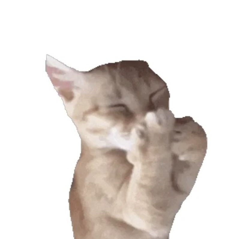 meme mèo cười 13