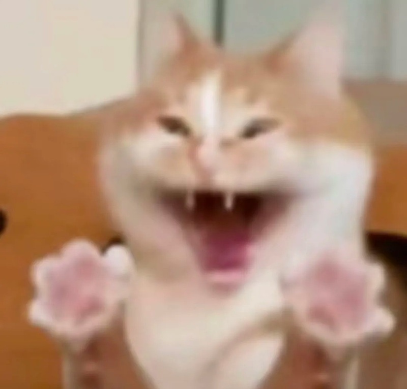 meme mèo cười 15