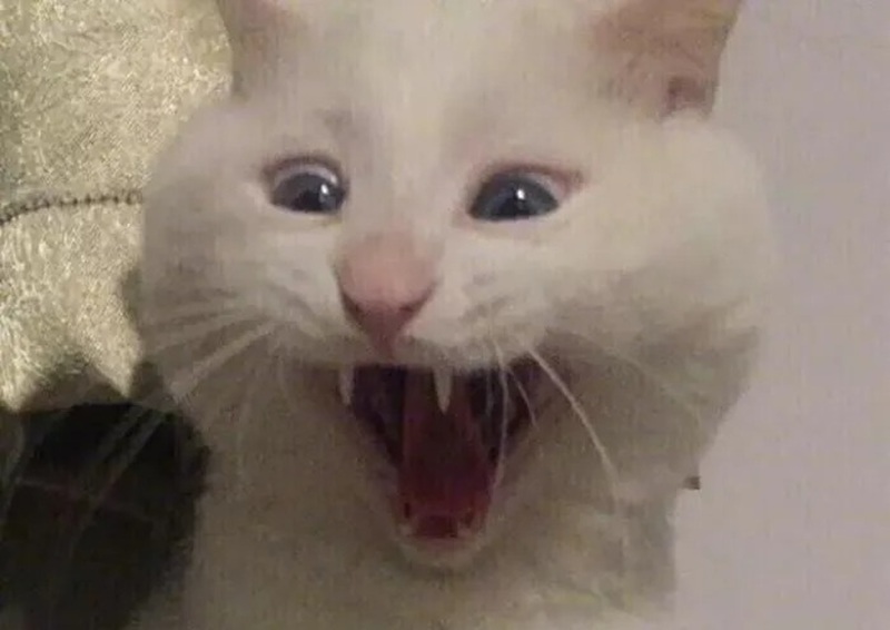 meme mèo cười 16