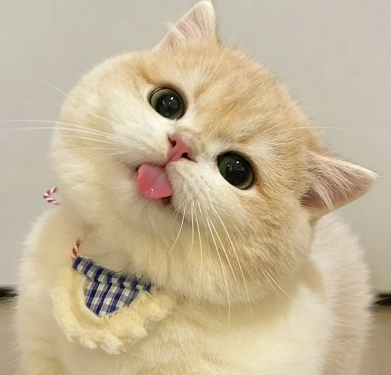 meme mèo cười 17
