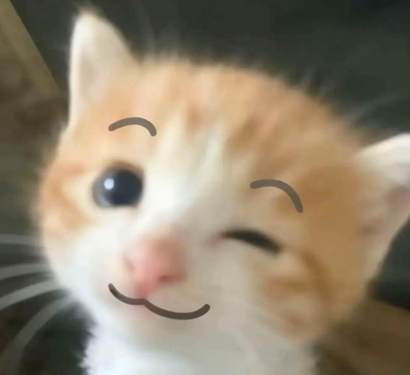 meme mèo cười 2