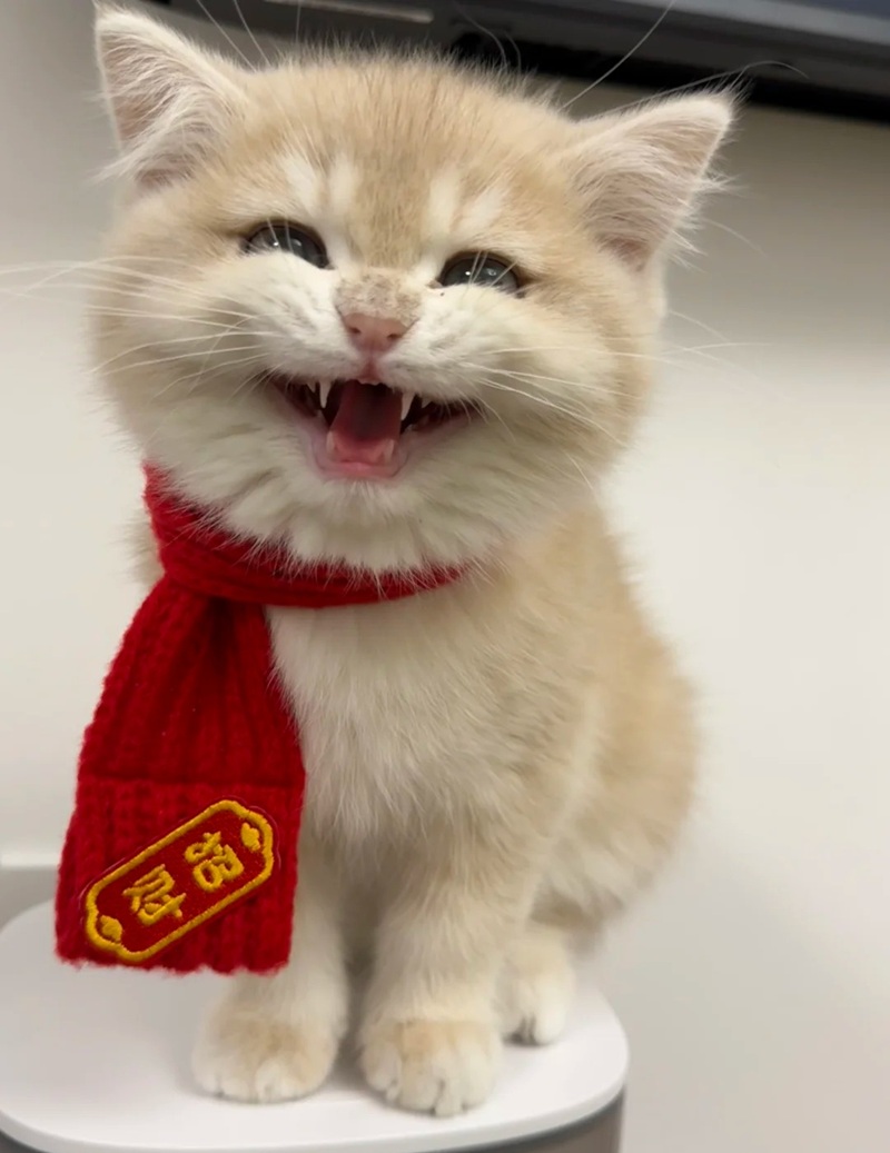 meme mèo cười 21