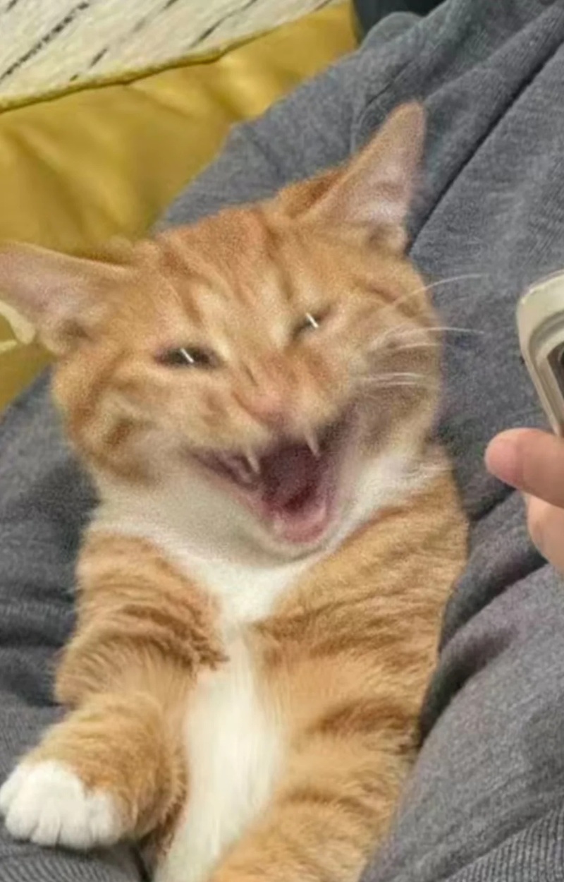 meme mèo cười 24